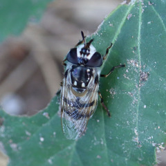 Copestylum marginatum