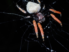 Hortophora capitalis