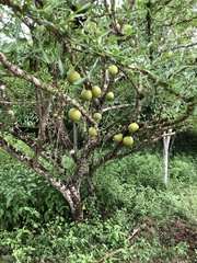 Crescentia alata