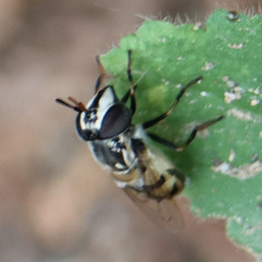 Copestylum marginatum