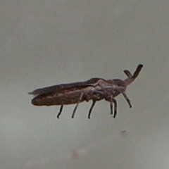 Scolopocerus secundarius