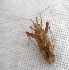 Phytocoris varipes