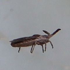 Scolopocerus secundarius