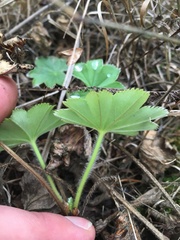 Alchemilla conglobata