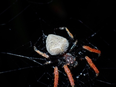 Hortophora capitalis