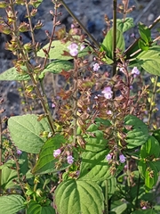 Mosla dianthera