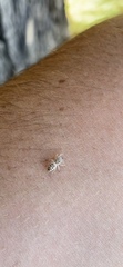Metaphidippus siticulosus