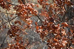 Pistacia terebinthus