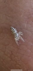 Metaphidippus siticulosus