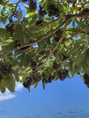 Heliotropium arboreum