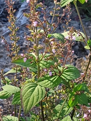 Mosla dianthera