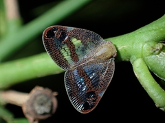 Parapiromis translucida