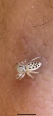 Metaphidippus siticulosus