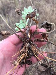 Alchemilla conglobata