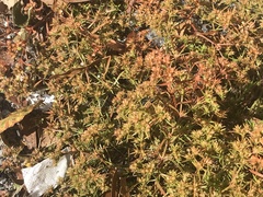 Polypremum procumbens