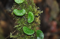 Elaphoglossum peltatum