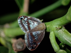 Parapiromis translucida