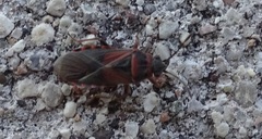 Arocatus melanocephalus