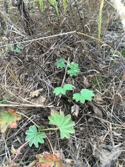 Alchemilla conglobata