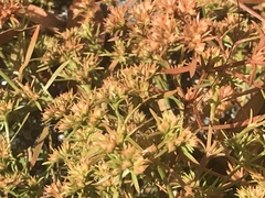 Polypremum procumbens