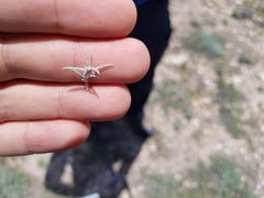 Thymophylla setifolia