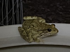 Lithobates berlandieri