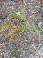 Pteridium aquilinum pseudocaudatum