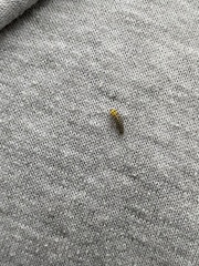 Illeis galbula