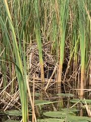 Ondatra zibethicus