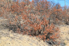 Pistacia terebinthus