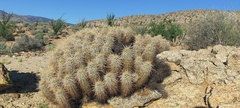 Echinocereus engelmannii engelmannii