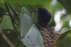 Tachyphonus coronatus