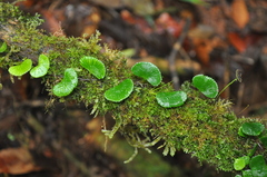 Elaphoglossum peltatum