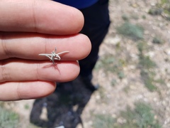 Thymophylla setifolia