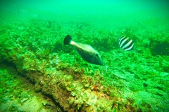 Meuschenia flavolineata