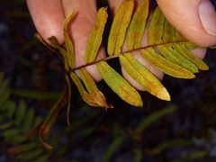 Pteridium aquilinum pseudocaudatum