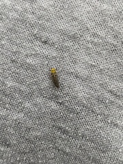 Illeis galbula