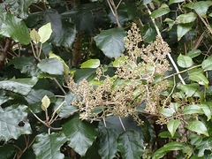 Brachyglottis repanda