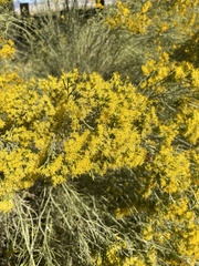 Ericameria paniculata