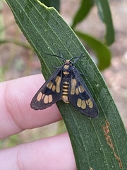 Eressa geographica