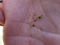 Thymophylla setifolia