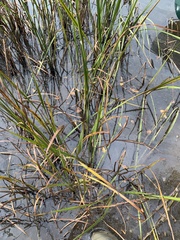 Sparganium eurycarpum