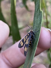 Eressa geographica