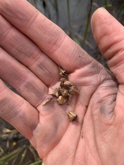 Sparganium eurycarpum