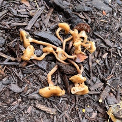 Craterellus tubaeformis