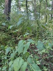 Agastache scrophulariifolia