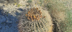 Ferocactus cylindraceus