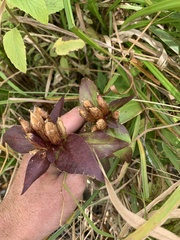Gentiana clausa