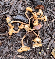 Craterellus tubaeformis