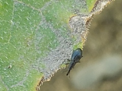Brentidae